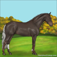 Horse Color:Liver Chestnut Mushroom 