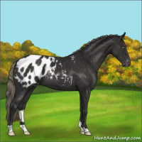 Horse Color:Liver Chestnut Mushroom Appaloosa 