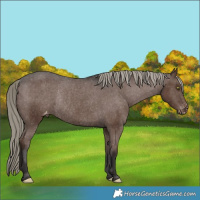 Horse Color:Liver Chestnut Mushroom Appaloosa Rabicano 