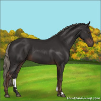 Horse Color:Liver Chestnut Mushroom 