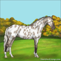 Horse Color:Liver Red Dun Mushroom Appaloosa Rabicano 