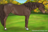 Horse Color:Liver Chestnut Appaloosa 