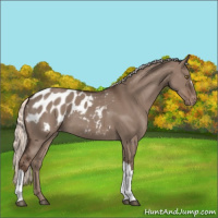 Horse Color:Liver Red Dun Mushroom Appaloosa 