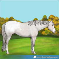 Horse Color:Liver Red Dun Mushroom Appaloosa 