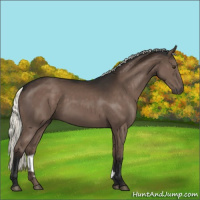 Horse Color:Liver Chestnut Mushroom 