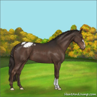 Horse Color:Liver Chestnut Appaloosa
