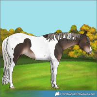 Horse Color:Liver Chestnut Mushroom Tobiano