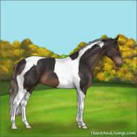 Horse Color:Liver Chestnut Tobiano 