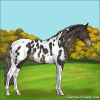 Horse Color:Liver Chestnut Mushroom Tobiano Appaloosa 