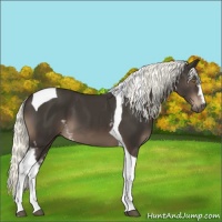 Horse Color:White Spotted Liver Chestnut Tobiano 