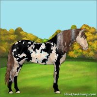 Horse Color:White Spotted Amber Champagne Dun Appaloosa