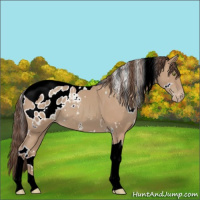 Horse Color:White Spotted Amber Champagne Tobiano Appaloosa 