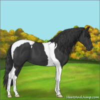 Horse Color:Black Tobiano 