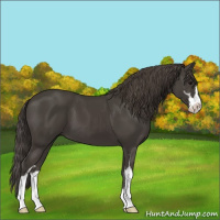 Horse Color:Smoky Black Sabino 