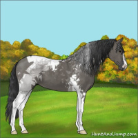 Horse Color:Grullo Sabino Tobiano 