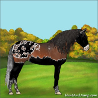 Horse Color:Bay Splash Appaloosa