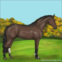 Horse Color:Liver Chestnut 