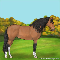 Horse Color:Bay Roan 
