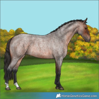 Horse Color:Brown Roan