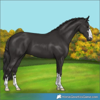 Horse Color:Smoky Black 