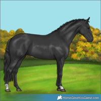 Horse Color:Black 