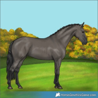 Horse Color:Grullo