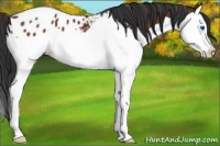 Horse Color:Brown Splash Appaloosa 