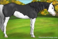 Horse Color:Black Splash