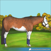 Horse Color:Bay Splash