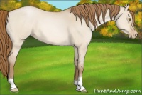 Horse Color:Bay Pearl Dun