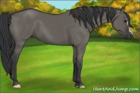 Horse Color:Grullo