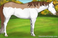 Horse Color:Red Dun Splash