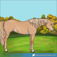Horse Color:Red Dun 