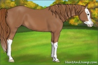 Horse Color:Chestnut Splash 