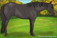 Horse Color:Smoky Blue Roan