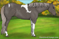 Horse Color:Silver Black Tobiano 