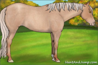 Horse Color:Silver Sable Champagne Roan
