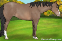Horse Color:Sable Champagne Sabino 