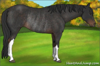Horse Color:Liver Chestnut Rabicano 