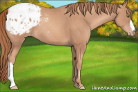 Horse Color:Gold Champagne Appaloosa 