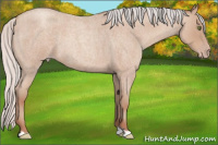 Horse Color:Silver Classic Champagne Roan