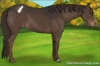 Horse Color:Liver Chestnut Appaloosa