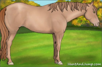 Horse Color:Gold Champagne 