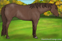 Horse Color:Liver Red Roan Rabicano