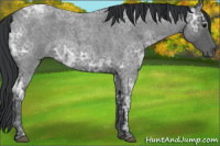 Horse Color:Blue Ice Roan 