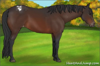 Horse Color:Brown Appaloosa 