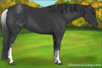 Horse Color:White Spotted Black