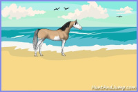 Horse Color:Bay Dun Splash 