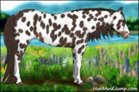 Horse Color:Liver Chestnut Appaloosa