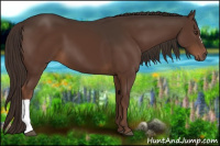 Horse Color:Liver Chestnut 